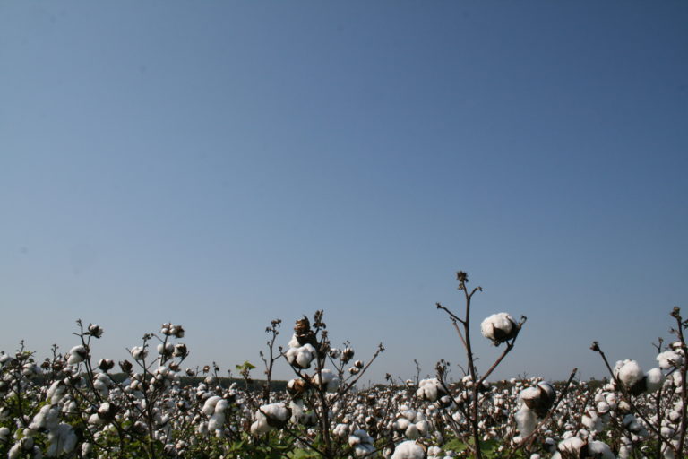 Cotton Field