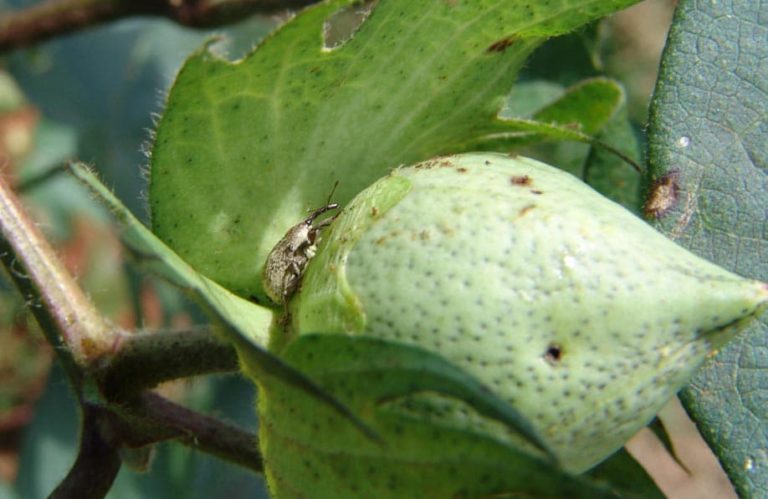 Insect on a Plant