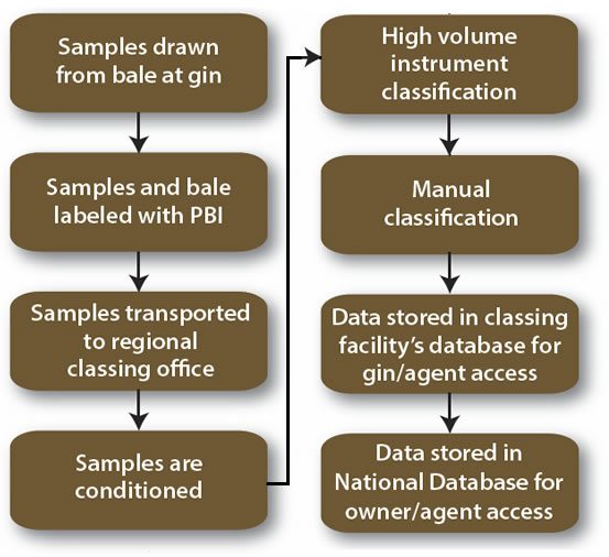  Classification of Cotton Flowchart