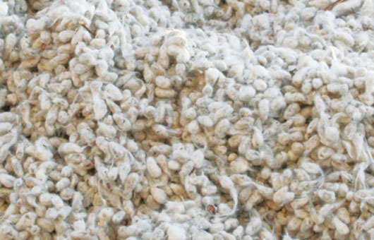 About Whole Cottonseed