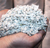 cottonseed