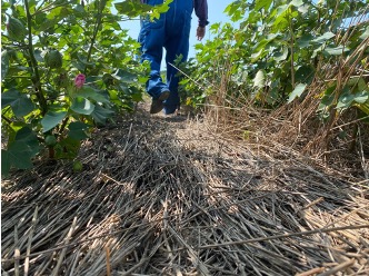 Hands holding organic soil