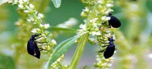 Research Presentations