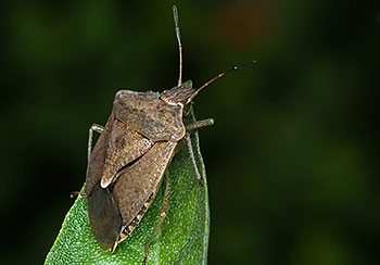 Stink Bugs