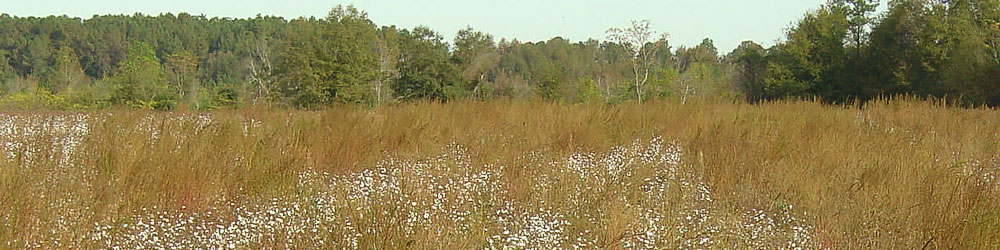Weed Management