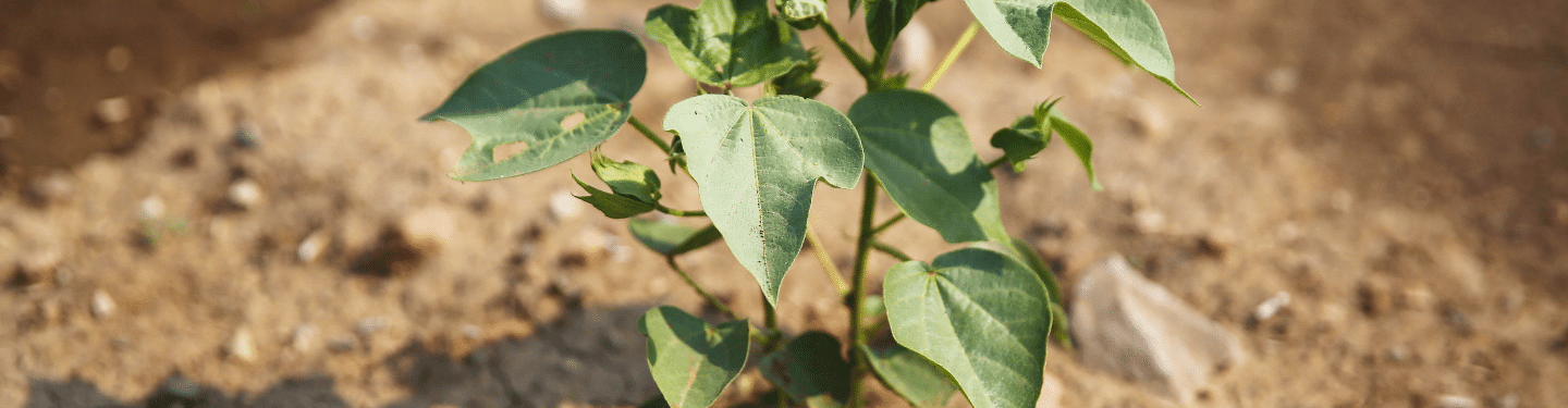 Soil Health