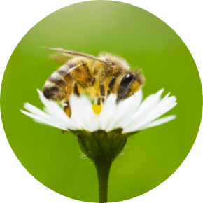 Habitat Preservation