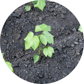 Soil Health